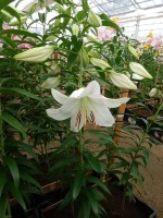 [4233 Casa Blanca AL1 No01.JPG]